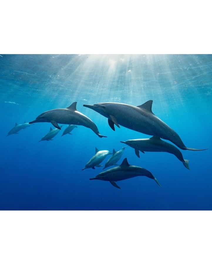 Dolphin tour at kizimkazi and Salaam cave - What the dolphin stop is really like