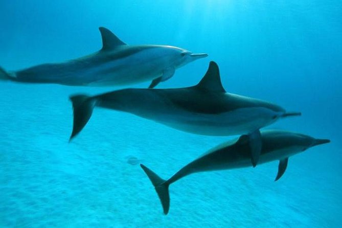 Dolphin Tour Banana Boat from Soma /Sahl Hasheesh/makadi/Safaga - Why this Red Sea trip is more than a dolphin search
