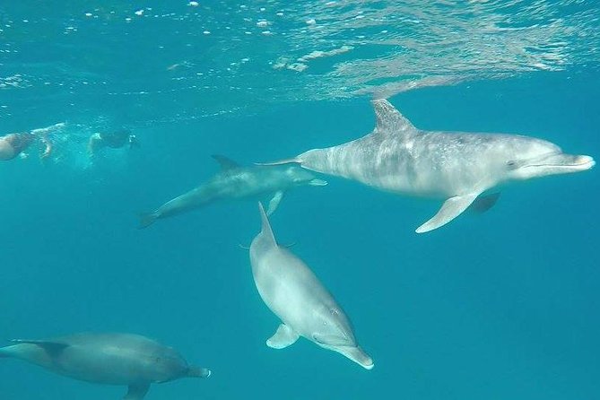 Dolphin Tour Banana Boat from Soma /Sahl Hasheesh/makadi/Safaga - Lunch, drinks, and the rhythm of a full day at sea