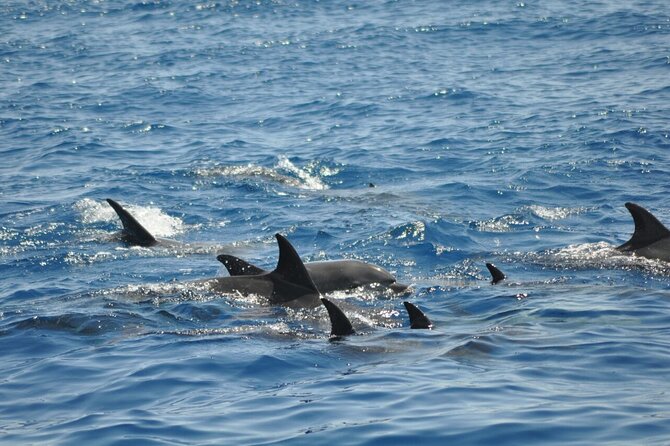 Dolphin Tour Banana Boat from Soma /Sahl Hasheesh/makadi/Safaga - Who will get the most from this $34.84 outing