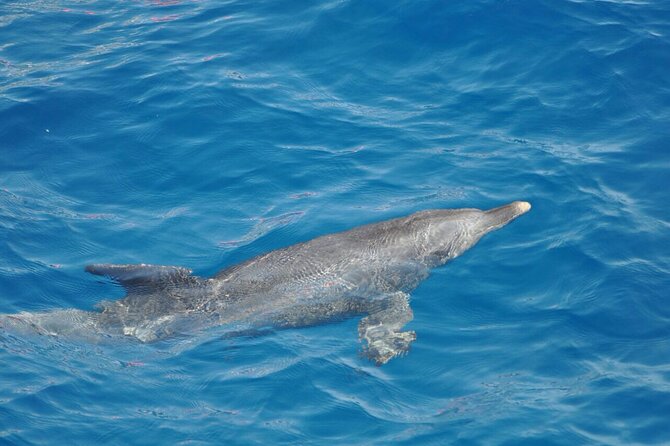 Dolphin Tour Banana Boat from Soma /Sahl Hasheesh/makadi/Safaga - What the $34.84 price really covers