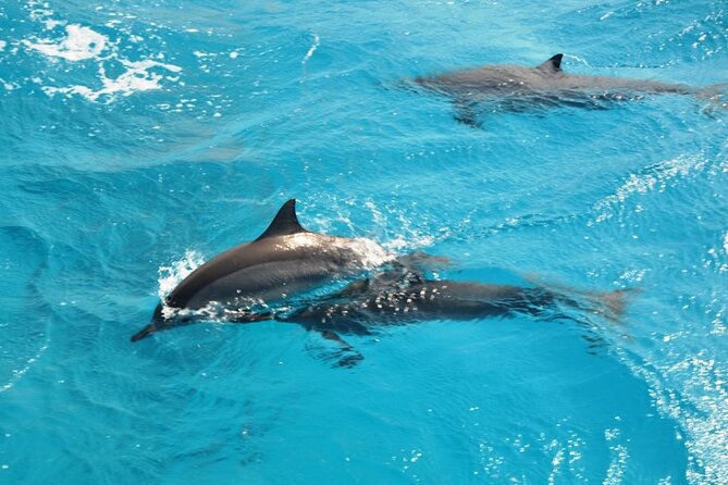 Dolphin Tour Banana Boat from Soma /Sahl Hasheesh/makadi/Safaga - Reaching Dolphinhouse and searching for wild dolphins