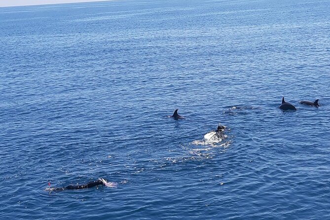 Dolphin tour & banana boat fun with snorkeling from Hurghada - Key points to know before booking
