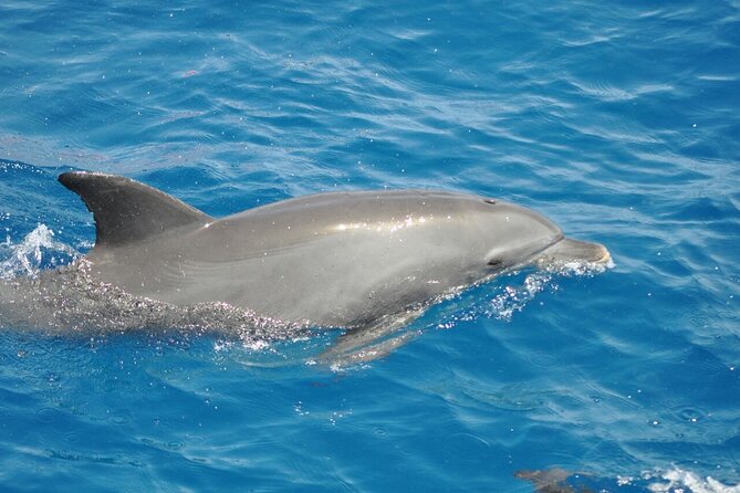 Dolphin tour & banana boat fun with snorkeling from Hurghada - A full day from Hurghada to Dolphinhouse