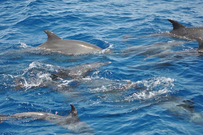 Dolphin tour from El Gouna - The early hotel pickup and ride to the boat