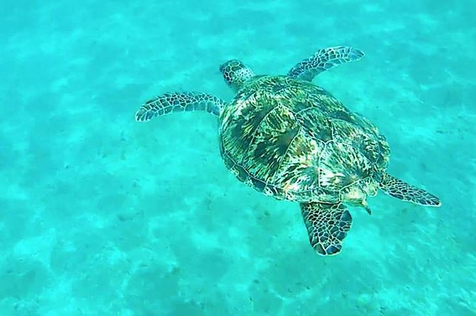 Dolphin tour from El Gouna - What the boat day feels like