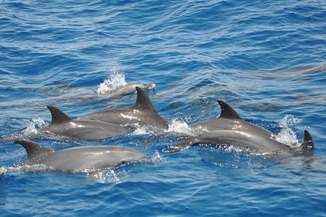 Dolphin Tour in Hurghada - Key things to know before booking