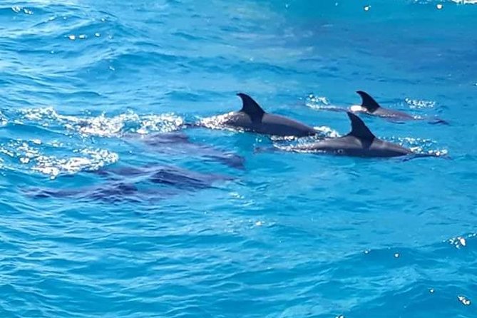 Dolphin Tour in Hurghada - Banana boat or sofa ride before the return