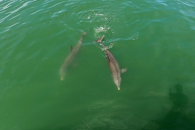 Dolphin Tour in St. Pete Beach - Setting Out From Gulfport at 2 p.m.