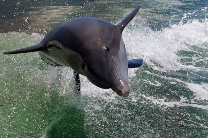 Dolphin Tour in St. Pete Beach - Searching for Dolphins Along the St. Pete Coast