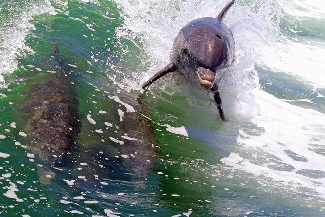 Dolphin Tour in St. Pete Beach - Practical Advice Before You Reserve