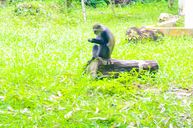 Dolphin Tour Jozan Forest, Kuza Cave, Paje Becach &The Restaurent - A short look at Paje Beach