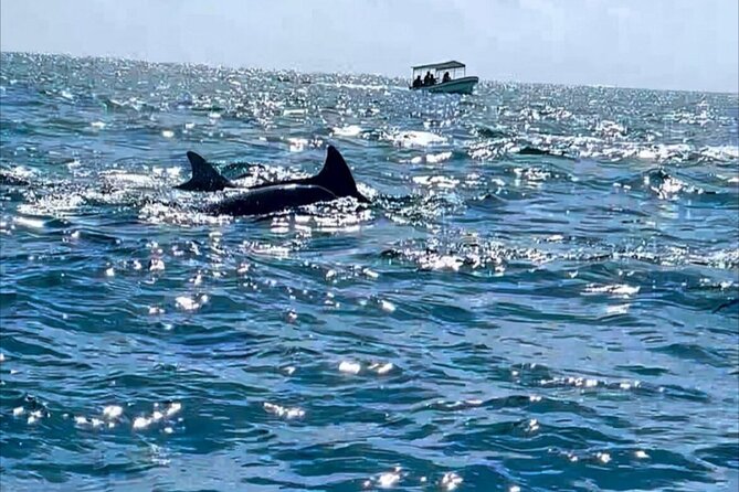 Dolphin Tour Jozan Forest, Kuza Cave, Paje Becach &The Restaurent - Who will get the most from this tour