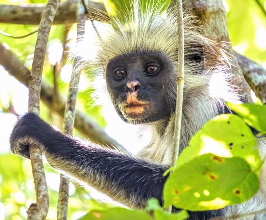 Dolphin Tour, Jozani Forest, Prison Island, Island Pongwe - Key points to know before booking