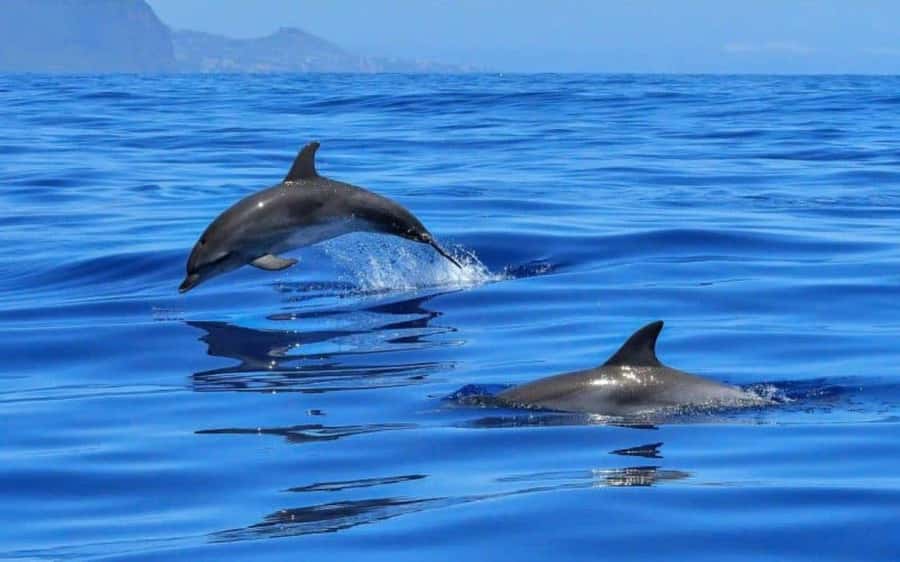 Dolphin Tour, Jozani Forest, Prison Island, Island Pongwe - Four Zanzibar highlights in one long day