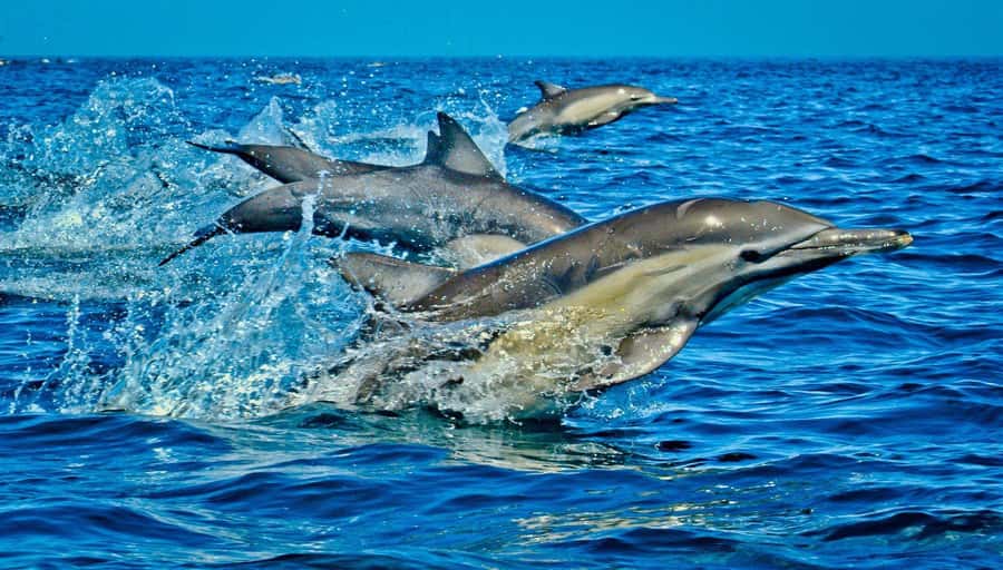 Dolphin Tour, Jozani Forest, Prison Island, Island Pongwe - Jozani Forest and Zanzibar’s Red Colobus Monkeys