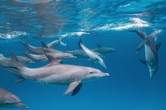 Dolphin Tour, Jozani Forest Tour, Kuza Cave Tour, Paje Beach,The Rock Restaurant - The guide, driver, and private vehicle