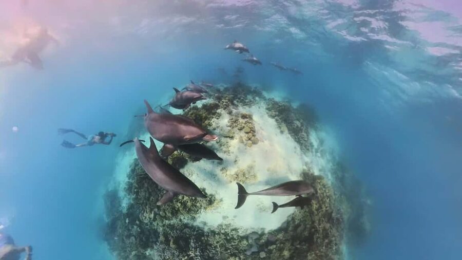Dolphin Tour with Red Sea Fun. The Best in Hurghada - The day at a glance
