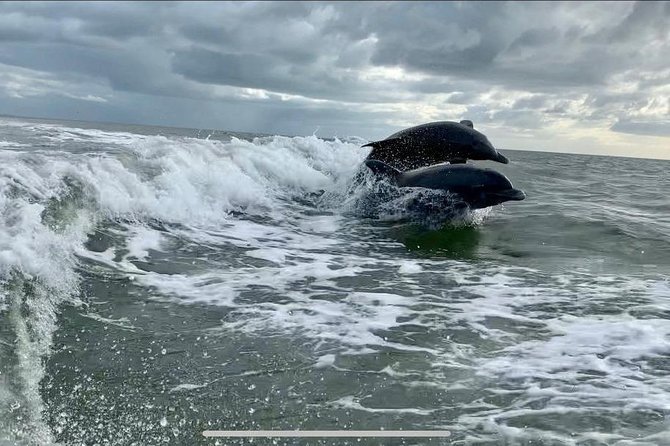Dolphin Tours - Fort Myers Beach / Naples - Manatees, turtles, stingrays, and birds
