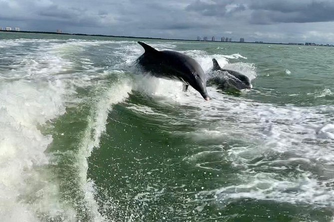 Dolphin Tours - Fort Myers Beach / Naples - Timing, weather, and what to expect