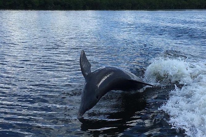 Dolphin Tours - Fort Myers Beach / Naples - Who will enjoy this private boat trip?