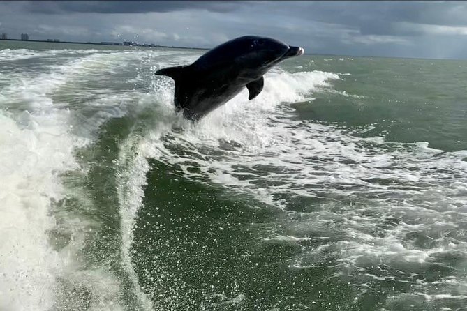 Dolphin Tours - Fort Myers Beach / Naples - Estero Bay, where the search begins