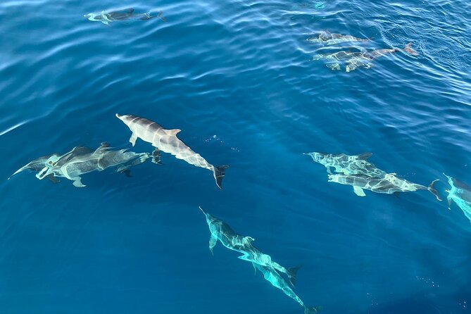 Dolphin Tours in Fuerteventura and snorkeling on the coast - Key points at a glance