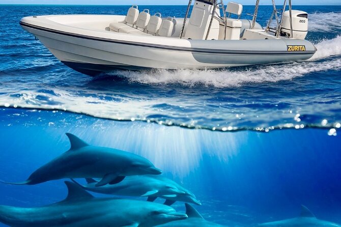 Dolphin Tours in Fuerteventura and snorkeling on the coast - Looking for Seven Dolphin Species