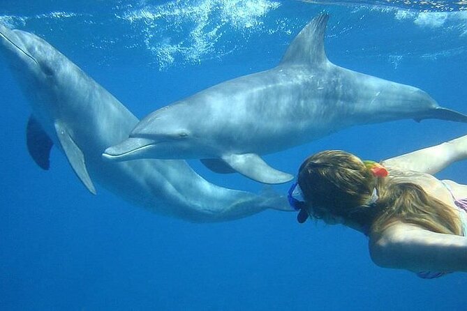 Dolphin trip with private speedboat and snorkeling - A private morning on the Red Sea