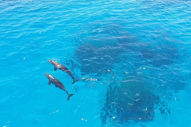 Dolphin trip with private speedboat and snorkeling - Who will enjoy this Hurghada excursion