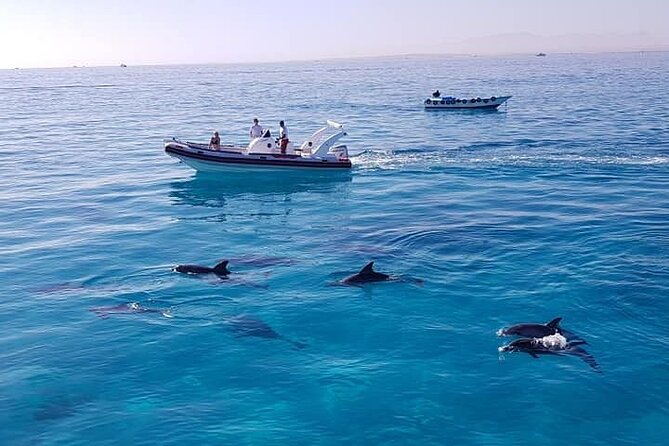 Dolphin trip with private speedboat and snorkeling - My verdict: a good private choice with one important check