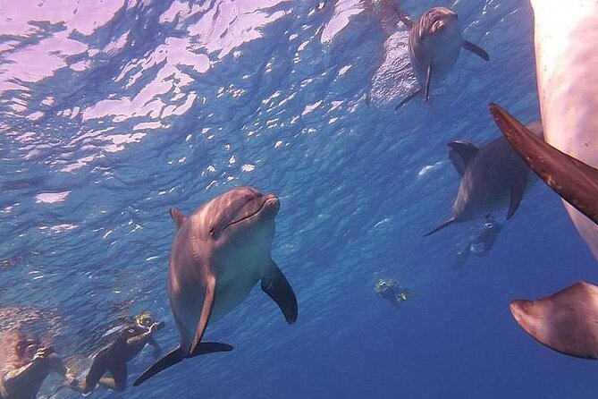Dolphin trip with private speedboat and snorkeling - The speedboat ride to Dolphin House