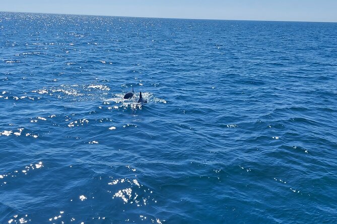 Dolphin trips on a catamaran - Swimming Offshore When Conditions Allow