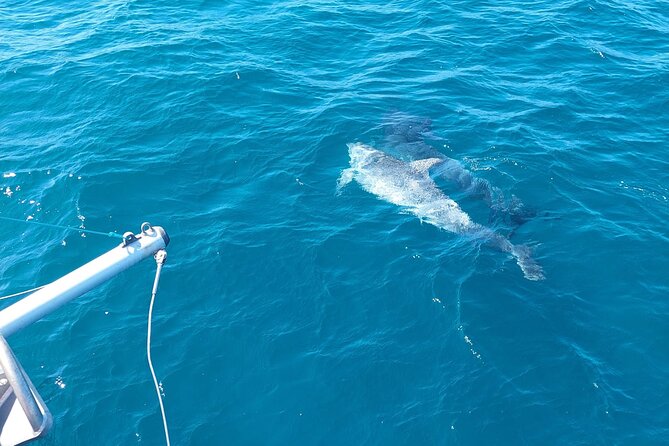 Dolphin trips on a catamaran - Weather, Sailing, and the Reality of the Boat Ride