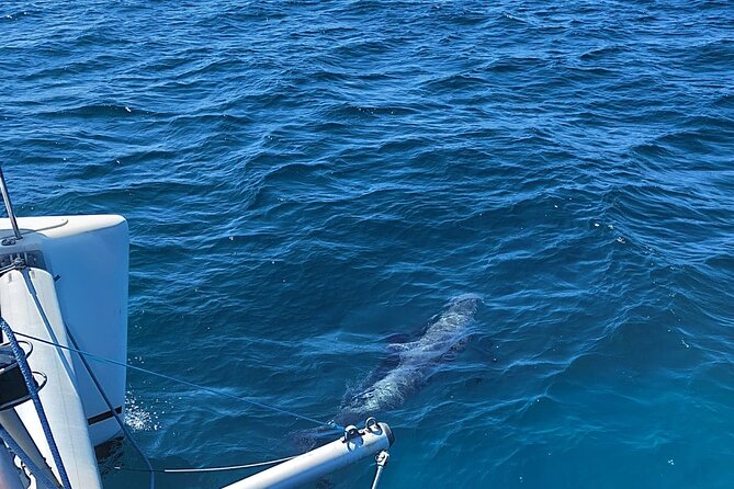 Dolphin trips on a catamaran - Is $42.33 Good Value?