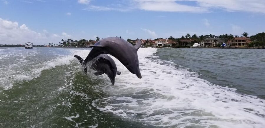 Dolphin Watch/Eco Cruise - Is $102 a fair price?
