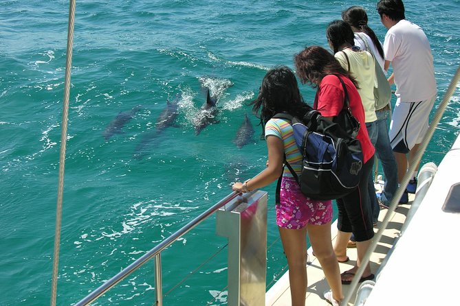 Dolphin Watch + Sailing - Port Stephens - Key points to know before booking