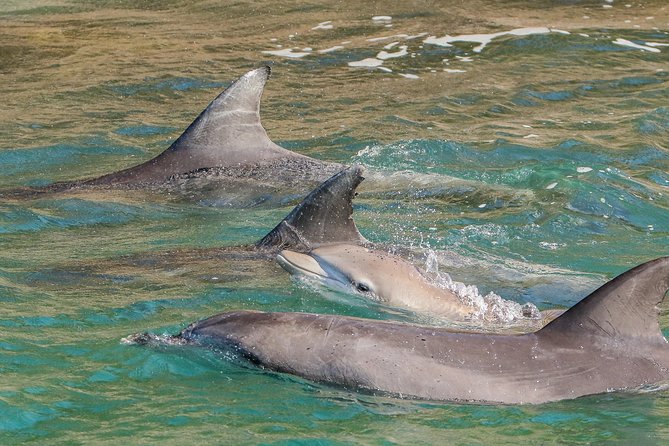 Dolphin Watch + Sailing - Port Stephens - Tea, coffee, and time to watch the bay