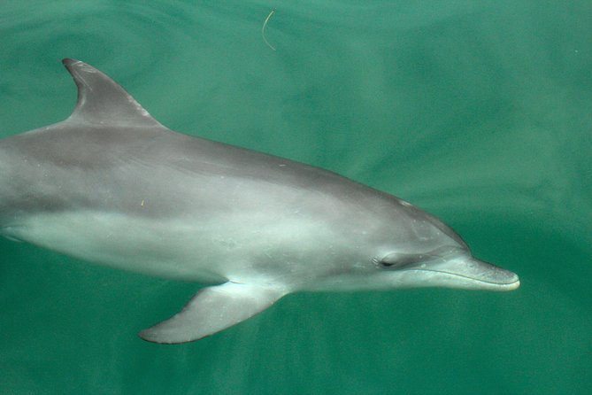 Dolphin Watch + Sailing - Port Stephens - A boat ride with a useful human touch
