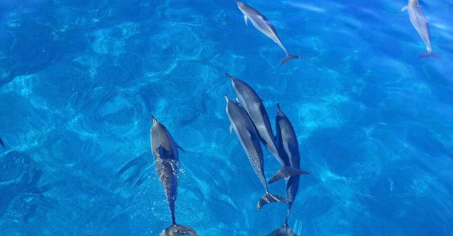 Dolphin Watch Snorkel and BBQ in Kona, Big Island - Who Should Book This Trip?