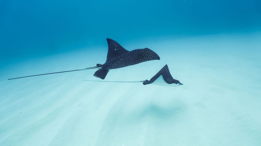 Dolphin Watch Snorkel and BBQ in Kona, Big Island - Lunch on KIBOU: Set Your Expectations