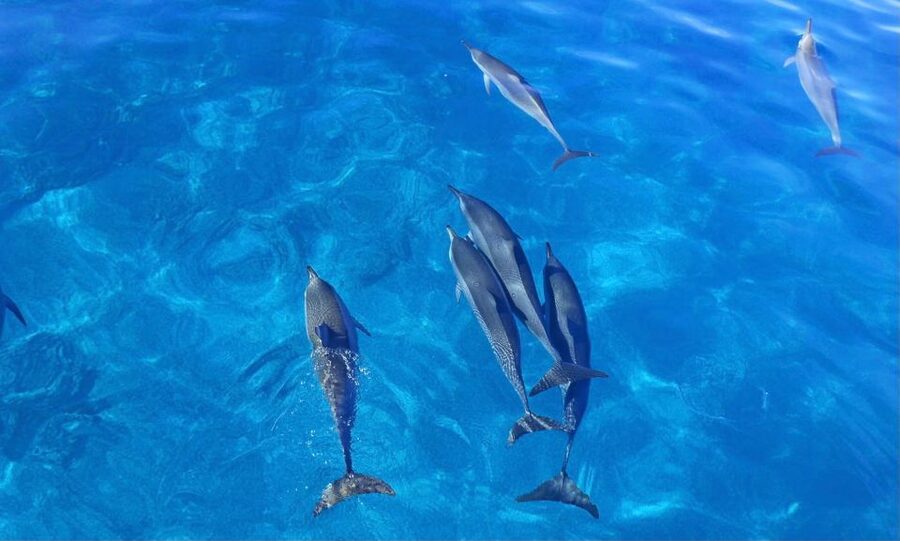 Dolphin Watch Snorkel and BBQ in Kona, Big Island - Dolphins, Turtles, and Seasonal Whales