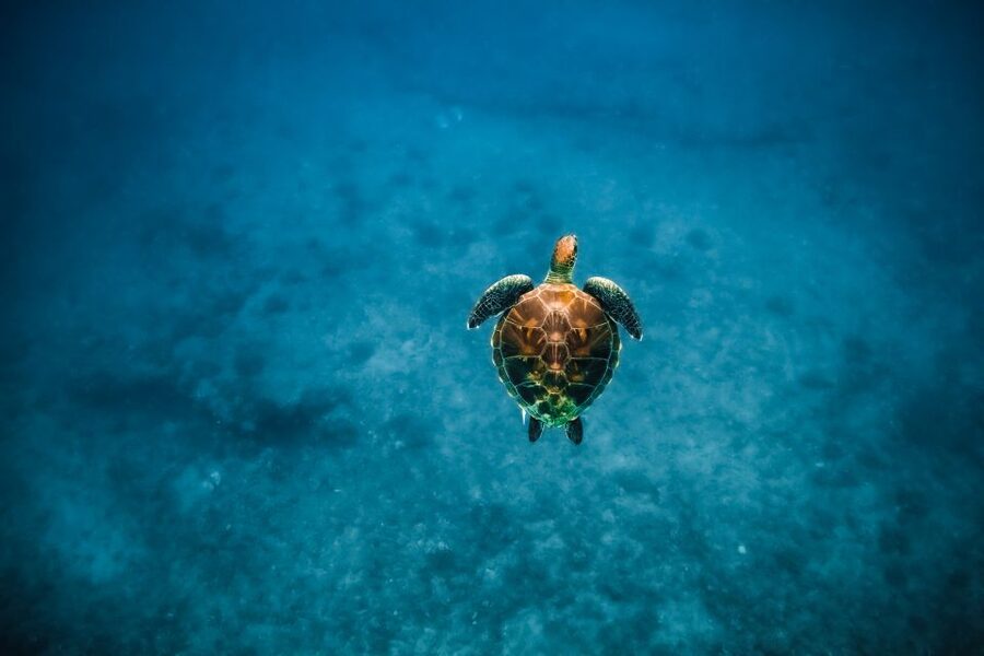 Dolphin Watch Snorkel and BBQ in Kona, Big Island - Comfort, Safety, and Swimming Ability