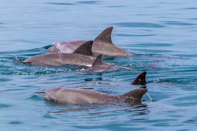 Dolphin Watch & Snorkeling at Kisite Marine Park & Wasini Island - A long coastal day with a worthwhile payoff