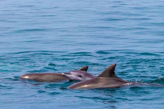 Dolphin Watch & Snorkeling at Kisite Marine Park & Wasini Island - Snorkeling time and what it means for you
