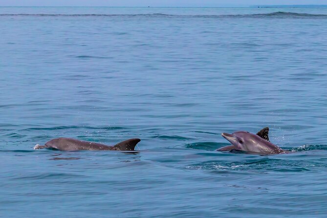 Dolphin Watch & Snorkeling at Kisite Marine Park & Wasini Island - Shimoni Slave Caves and the historical option