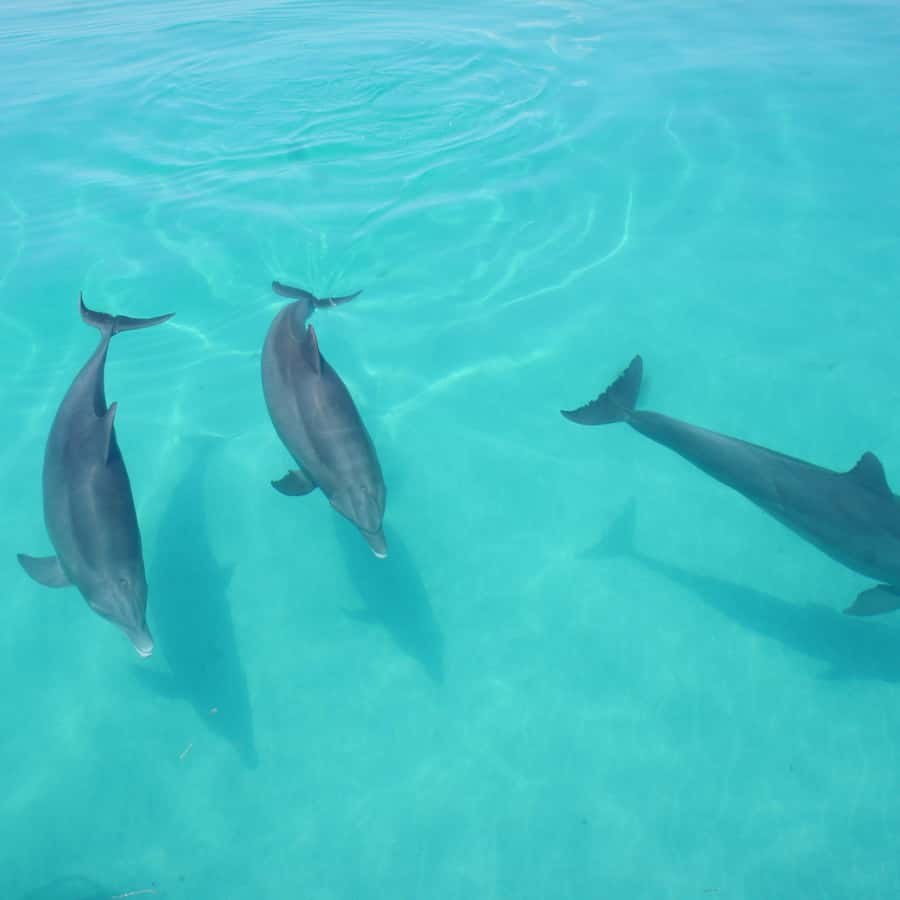 Dolphin Watch + Sunset Sail - Why this dolphin and sunset combination works