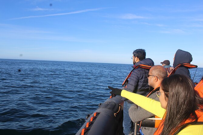 Dolphin Watching + 2 Islands Tour - From Faro - Leaving Faro through the Ria Formosa