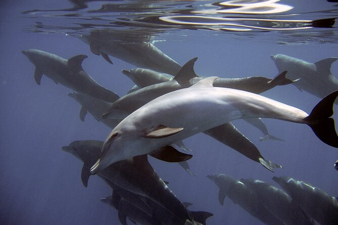 Dolphin Watching + 2 Islands Tour - From Faro - Ilha Deserta for swimming and clear water