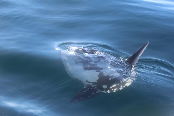 Dolphin Watching + 2 Islands Tour - From Faro - Guides, group size, and the human side